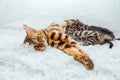 Bengal cat feeds her little kittens with breast Royalty Free Stock Photo