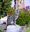 Bengal Cat relaxing in the garden