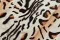 Bengal cat fur pattern texture, wild natural background of spots, rosettes and marbling on skin of leopard cat