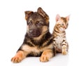 Bengal Cat And German Shepherd Puppy Dog Looking At Camera. Isolated