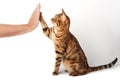 Bengal cat gives a paw to its owner. High five