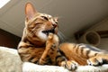 Bengal cat grooming itself Royalty Free Stock Photo