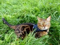 Bengal cat on a harness and leash lying in the grass
