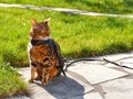 Bengal cat on a harness and leash sitting outside