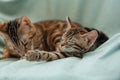 Bengal cat with her little kittens laying on the sofa Royalty Free Stock Photo