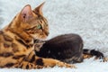 Bengal cat with her little kittens laying on the white fury blanket Royalty Free Stock Photo