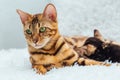 Bengal cat with her little kittens laying on the white fury blanket Royalty Free Stock Photo