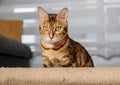 A Bengal cat hides behind a scratching post during the game