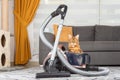 A Bengal cat hides behind a vacuum cleaner in the living room