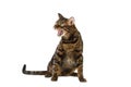Bengal cat hisses on white background Royalty Free Stock Photo