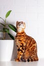 Bengal cat in home jungle. Spotted cat.