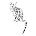 Bengal cat, isolated animal vector illustration