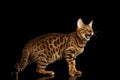 Bengal cat isolated on Black Background