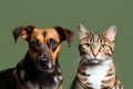 Bengal cat and Jack Russell Terrier in captivating headshot together Royalty Free Stock Photo