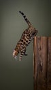 Bengal cat jumping down from a wooden tree log Royalty Free Stock Photo