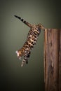 Bengal cat jumping down from a wooden tree log Royalty Free Stock Photo