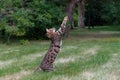 Bengal cat jumping in the garden