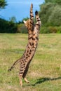 Bengal cat jumping in the garden Royalty Free Stock Photo