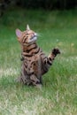 Bengal cat jumping in the garden Royalty Free Stock Photo