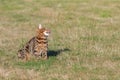 Bengal cat jumping in the garden Royalty Free Stock Photo