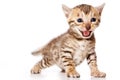 Bengal Cat kitten meows isolated