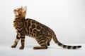 a bengal cat kitten on a white background