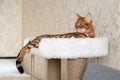 Bengal cat laying on the top of the scratcher Royalty Free Stock Photo