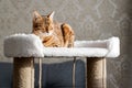 Bengal cat laying on the top of the scratcher Royalty Free Stock Photo