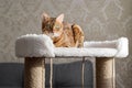 Bengal cat laying on the top of the scratcher Royalty Free Stock Photo