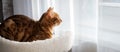 Bengal cat laying on the top of the scratcher Royalty Free Stock Photo