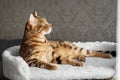 Bengal cat laying on the top of the scratcher Royalty Free Stock Photo