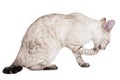 Bengal cat licking paw Royalty Free Stock Photo
