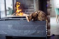 A Bengal cat lies near the fireplace and looks down attentively Royalty Free Stock Photo