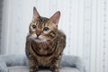 Bengal cat looking Royalty Free Stock Photo