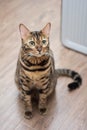 Bengal cat looking Royalty Free Stock Photo