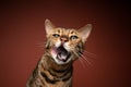 bengal cat looking hungry licking lips with mouth wide open
