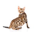 Bengal cat looks back. isolated on white background Royalty Free Stock Photo