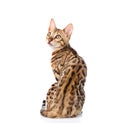 Bengal cat looks back.  on white background Royalty Free Stock Photo