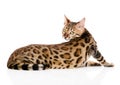 Bengal cat looks back. isolated on white background Royalty Free Stock Photo