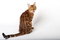 Bengal cat looks closely. Domestic cat isolated on white background Royalty Free Stock Photo