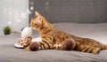 A bengal cat in love licks or kisses and hugs a toy leopard at home