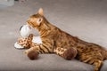 A bengal cat in love licks or kisses and hugs a toy leopard at home