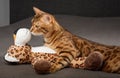 A bengal cat in love licks or kisses and hugs a toy leopard at home