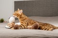 A bengal cat in love licks or kisses and hugs a toy leopard at home