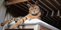 Bengal cat lying on cushioned seat relaxed