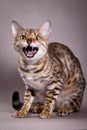 Bengal cat meows