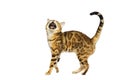 Cat meows on an isolated Royalty Free Stock Photo