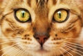 Bengal cat muzzle close up