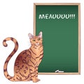 Bengal cat near a chalkboard