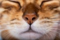 Nose, mouth and whiskers of bengal cat close up, selective focus Royalty Free Stock Photo